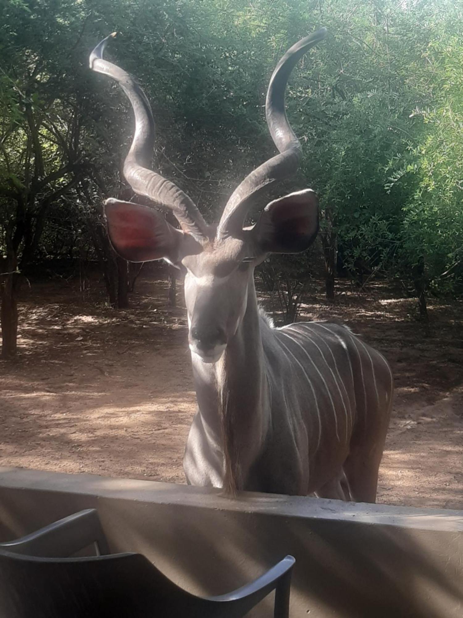 African Bush Escape Marloth Park Exterior foto